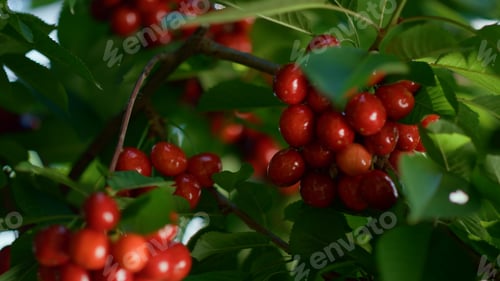 Preview: Ripe Cherry Bunch Branch On Farm Tree. Closeup Red Fresh Fruit Crop Growing In Country Garden