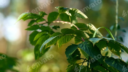 Preview: Green Spring Tree Greenery Growth On Charming Sunshine Nature Background. Nature Sunbeams Beauty In