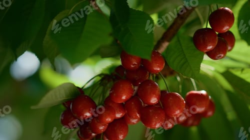 Preview: Juicy Ripe Fruit Bunch Ready Harvest On Tree Closeup. Close Up Red Fresh Cherry Leaf Branch At