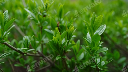 Preview: Green Branches Of Bush Swaying Of Wind In Green Garden. Green Leaves On Bush. Calm Atmosphere For
