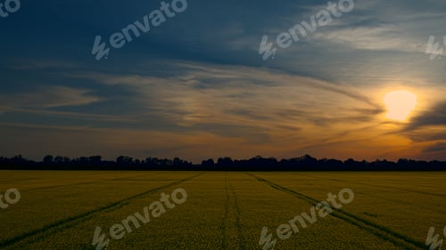 Preview: Drone Shot Wheat Field With Road Lines At Rural Country Golden Sunset. Aerial View Yellow Rapeseed