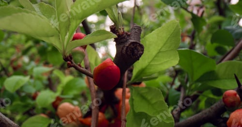 Preview: Beautiful Tree Flowers Blooming Among Green Leafs In Spring Garden. Delightful Floral Scene With