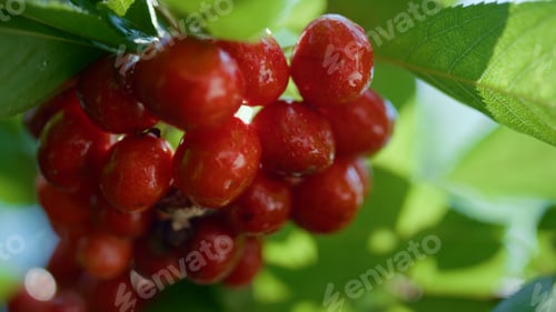Preview: Sweet Cherry Bunch Branch Shining Hanging Tree Close Up. Closeup Ripe Tasty Red Fruit Ready Crop