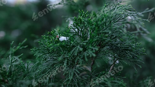 Preview: Close Up Thuja Leaf Swaying Wind. Coniferous Plant Branch In Botanical Park. Evergreen Tree In