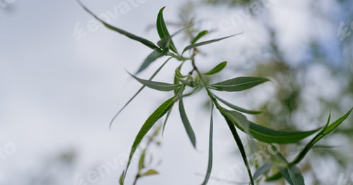 Preview: Tree Branch Swaying On Wind Against White Cloudy Sky In Closeup. Peaceful Nature Background With