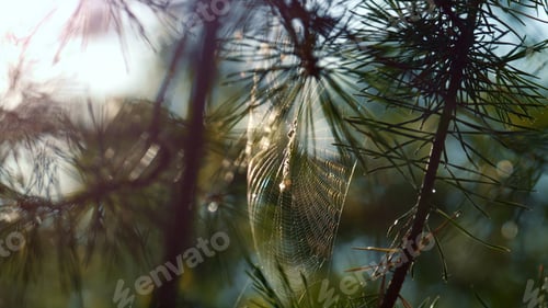 Preview: Wind Swaying Forest Cobweb In Sunshine Spring Countryside. Macro View Spider Cobweb On Tree Leaves