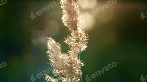 Preview: Field Spikelet In Sunlight On Wild Meadow. Charming Spring Ecology Natural View. Macro View Of