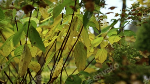 Preview: Close Up Of Autumn Bushes And Leaves In Park. Autumn Colours Of Trees Foliage. Golden Fall