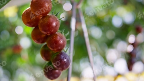 Preview: Red Cherry Tomato Bunch Hanging Plant Stem Closeup. Close Up Wet Ripe Fresh Agricultural Harvest At