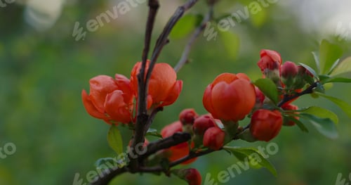 Preview: Beautiful Tree Flowers Blooming On Branch Among Vivid Green Leafs. Closeup Red Flowers Blooming On