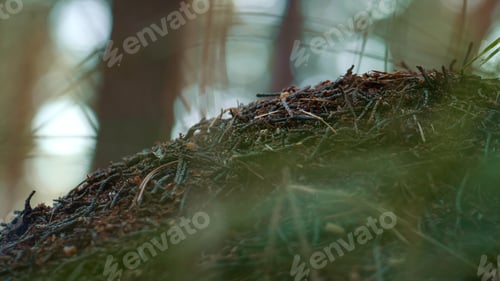 Preview: Forest Dangerous Ant Nest In Wild Closeup Meditative Rainforest. Macro View Of Brown Anthill In Big