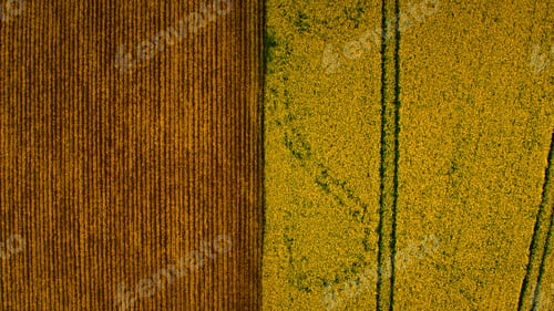 Preview: Top View Two Contrast Fields At Agricultural Landscape. Drone View Yellow Field And Brown Field