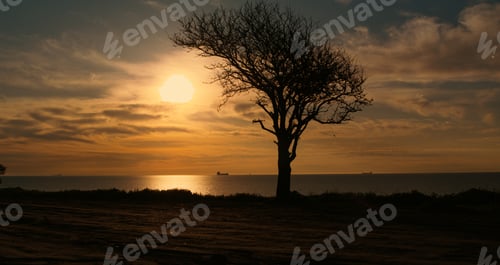 Preview: Aerial View Silhouette Tree Growing At Sea Coastline At Orange Sunrise Morning Sky Cloud. Drone