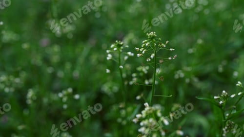 Preview: Beauty White Flowers Blooming In Green Garden In Start Spring. White Flowers In Cold Weather In
