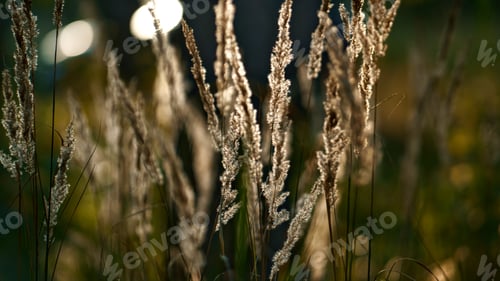 Preview: Meadow Spikelet Autumn Growing In Calm Charming Woods Close Up. Ground Field Grass Growth In