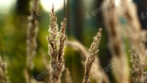 Preview: Autumn Field Leaves View. Sunlight Spikelet Growth In Silence Forest Grass. Lawn Plant Meditation