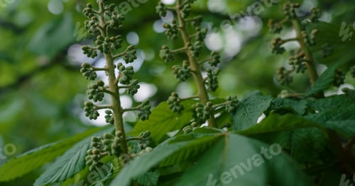 Preview: Green Tree Leafs Blooming Against Blue Sky In Closeup. Meditative Tranquil Nature View With Amazing