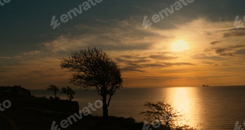 Preview: Panoramic View Alone Tree Growing At Morning Sea Coastline. Drone Flying Tree Silhouette At Golden