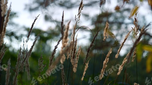 Preview: Forest Spikelets Swaying In Meditation Calmness Atmosphere. Charming Field Grass Growing In Autumn