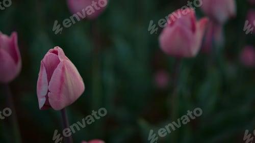Preview: Closeup Many Pink Flowers Outdoors. Spring Flower Garden In Bloom Outdoor. Blooming Tulip Outside