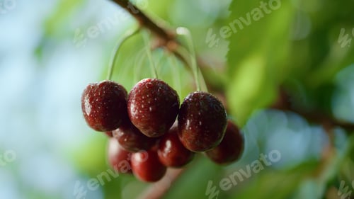 Preview: Wet Cherry Fruit Bunch Hanging On Tree Closeup. Close Up Red Ripe Tasty Berry Branch Ready Crop In