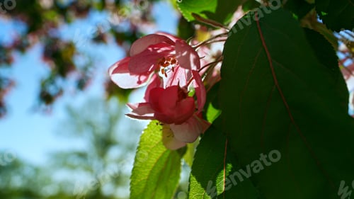 Preview: Pink Sakura Flowers Blossoming Against Golden Sun. Amazing View Of Cherry Blooming Against