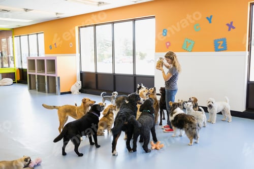 Preview: Dogs Looking Up At Woman With Biscuit Jar