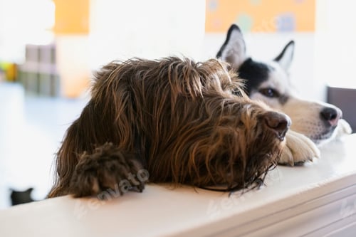 Preview: Curious Dogs Leaning On Dog Daycare Counter