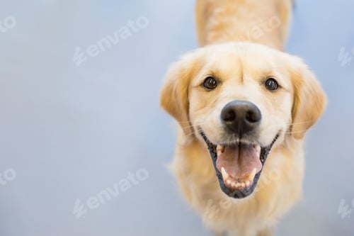 Preview: Portrait Of Smiling Golden Retriever