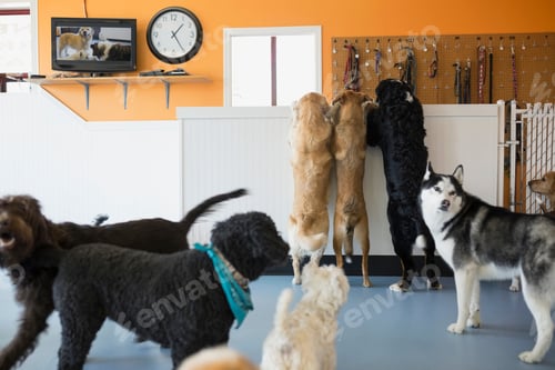 Preview: Dogs Playing In Dog Daycare