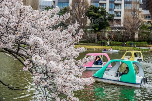 Preview: Annual Cherry Blossoming Around Tokyo, Japan