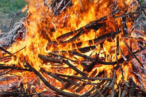 Preview: Wood Burning Flame In The Wild