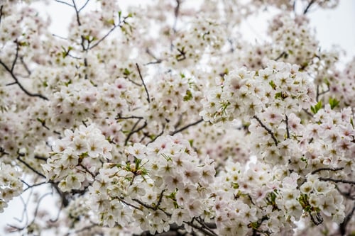 Preview: Annual Cherry Blossoming Around Tokyo, Japan