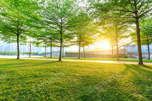Preview: City Park Green Trees At Sunrise