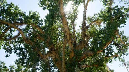 Preview: Tree