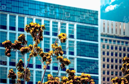 Preview: Office Building Closeup And Tree, Business Concept
