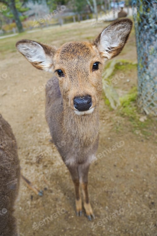 Preview: Nara Park Is A Public Park Located In The City Of Nara, Japan, At The Foot Of Mount Wakakusa