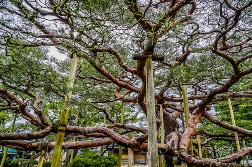 Preview: Kenrokuen Park Is A Famous Garden In Japan And Has Beautiful Changes According To The