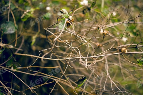 Preview: Tree Branch