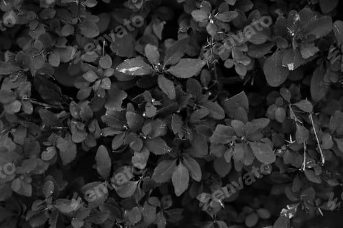 Preview: Old Grey Leaf. Nature Wallpaper