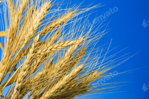 Preview: Close Up View Of The Golden Grain Ears