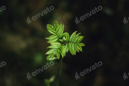 Preview: Green Leaves On Black. Nature