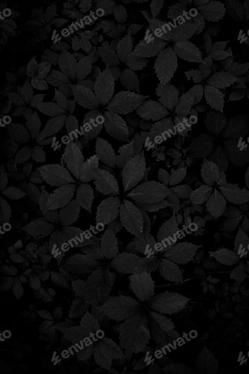 Preview: Black Leaves. Dark Wallpaper