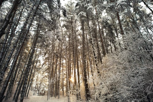 Preview: Winter Forest. Nature Background