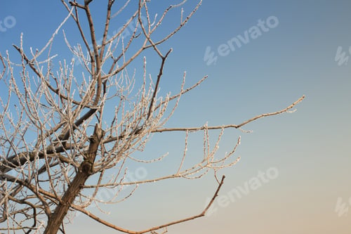 Preview: Tree Branches On Blue Sky