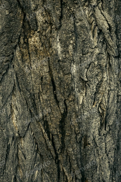 Preview: Bark Of Tree. Nature Background