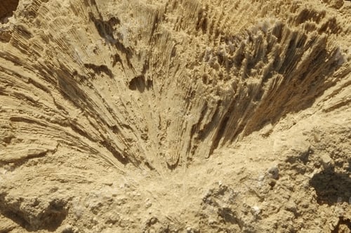 Preview: Texture Formed By The Corals In Coastal Limestone. Close Up