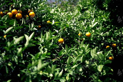 Preview: Oranges On A Tree. Nature