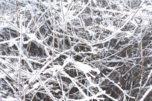 Preview: Snow On The Bushes