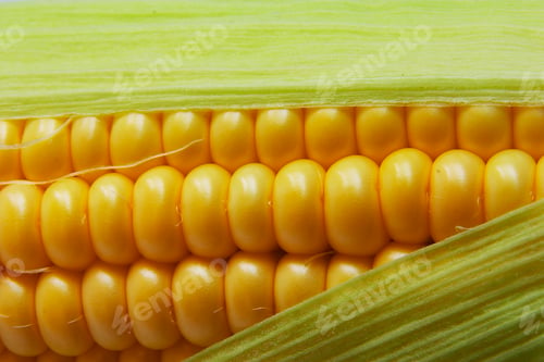 Preview: Corn On Cob